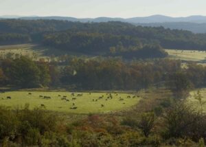 Cows - Shoreham Vermont