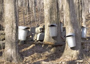 Maple pails, Vermont