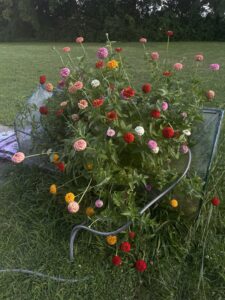 Zinnias